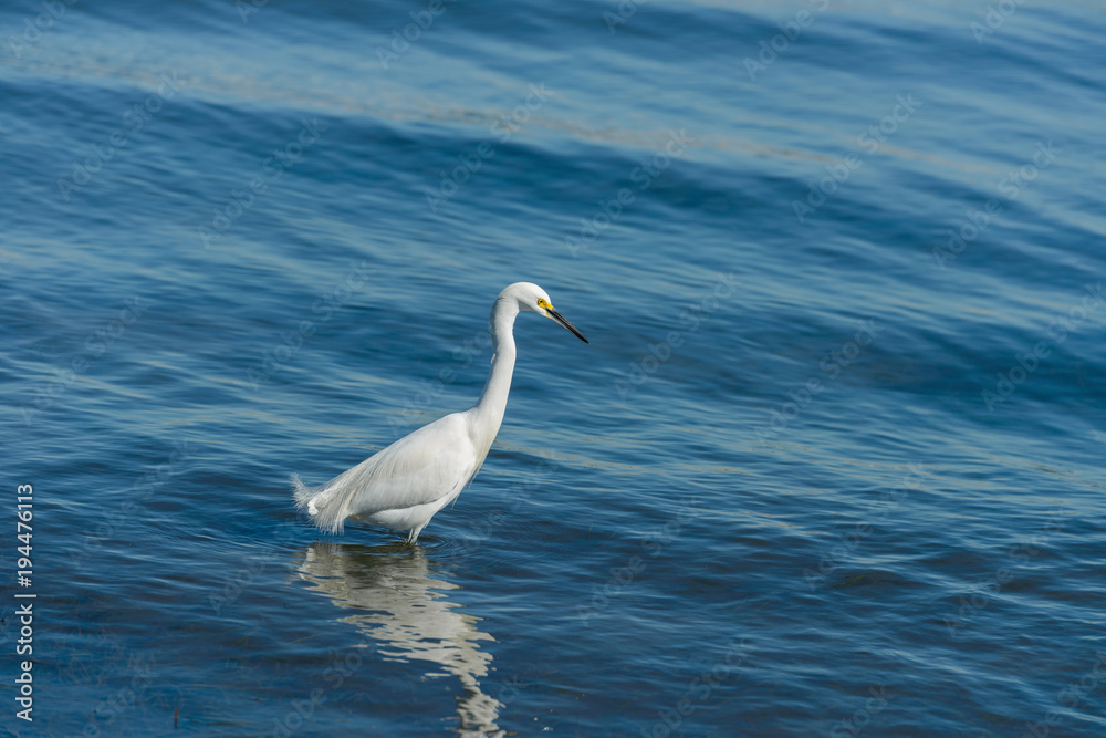 Egret in Blue Wave - An egret standing and hunting in blue shallow water near shore at San Diego Bay. San Diego, California, USA. Egret in Blue Wave - An egret standing and hunting in blue shallow water near shore at San Diego Bay. San Diego, California, USA.