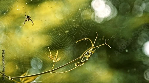 Spider in the web in the setting sun. photo