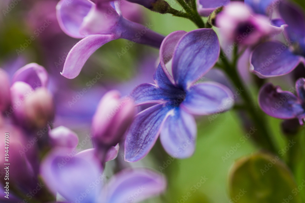 lilac flower with five petals. Happy purple with pink lilac flower. lilac flower with five petals. Happy purple with pink lilac flower.