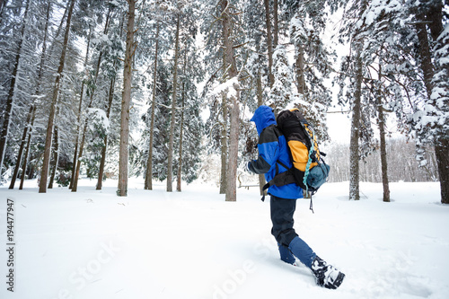 Young male mountain climber in blue and black clothing with hood hiking away from the camera through deep powder snow in pine forest. Wide angle view.