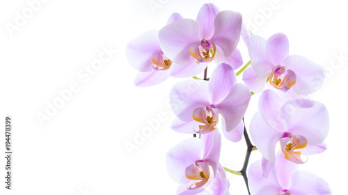 Phalaenopsis Orchidee isoliert
