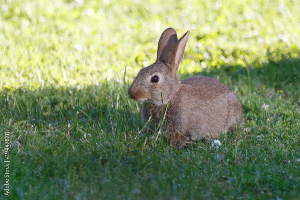 Fototapeta premium Wildkaninchen im Garten