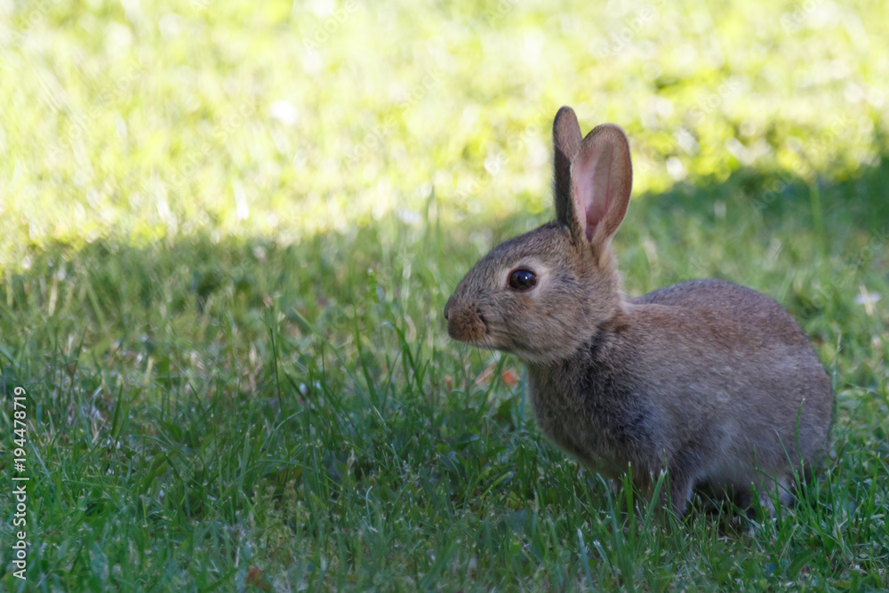 Fototapeta premium Wildkaninchen im Garten