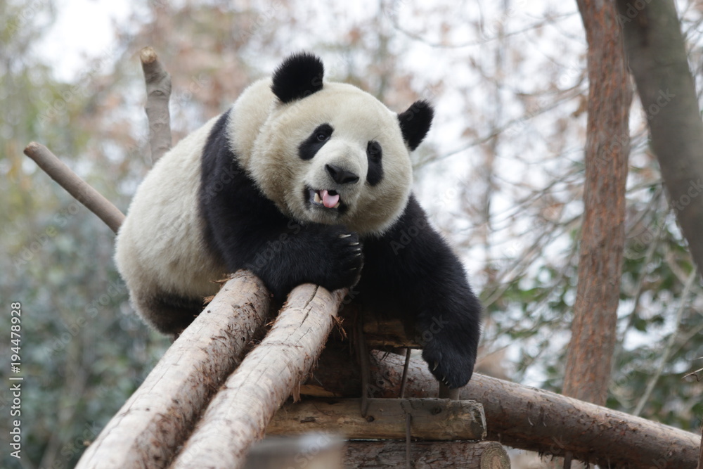 Fototapeta premium Giant Panda in China