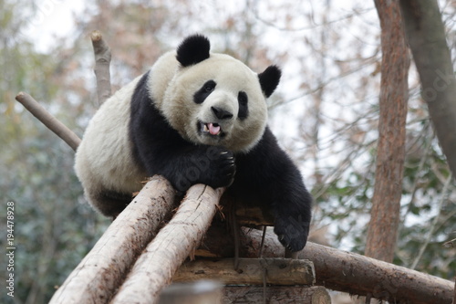 Fototapeta Naklejka Na Ścianę i Meble -  Giant Panda in China