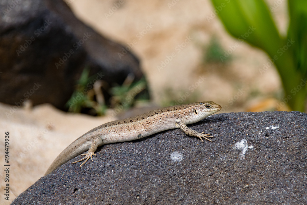 Lizard resting on a rock and absorbing the heat from the sun in Boa Vista, Cape Verde Lizard resting on a rock and absorbing the heat from the sun in Boa Vista, Cape Verde