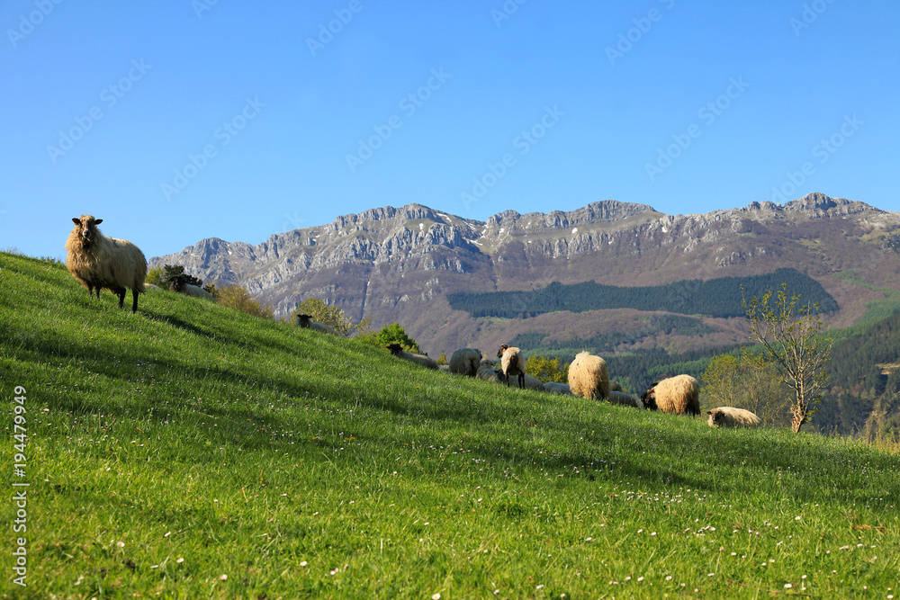 Naklejka premium ovejas en el campo país vasco 3951-f18