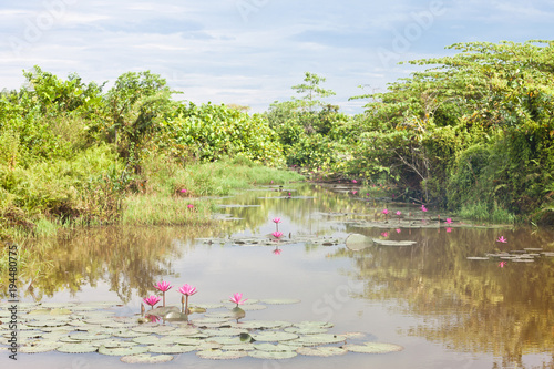 Beruwela, Sri Lanka - Blooming water lilies on a lake near Beruwela photo