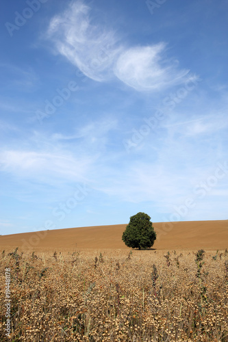 A lone green tree in a dry field. Autumn harvest landscape against bright blue sky. Clouds float above golden brown fields, in the distance is a single small tree.