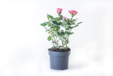 pink rose in a pot, isolated on a white background