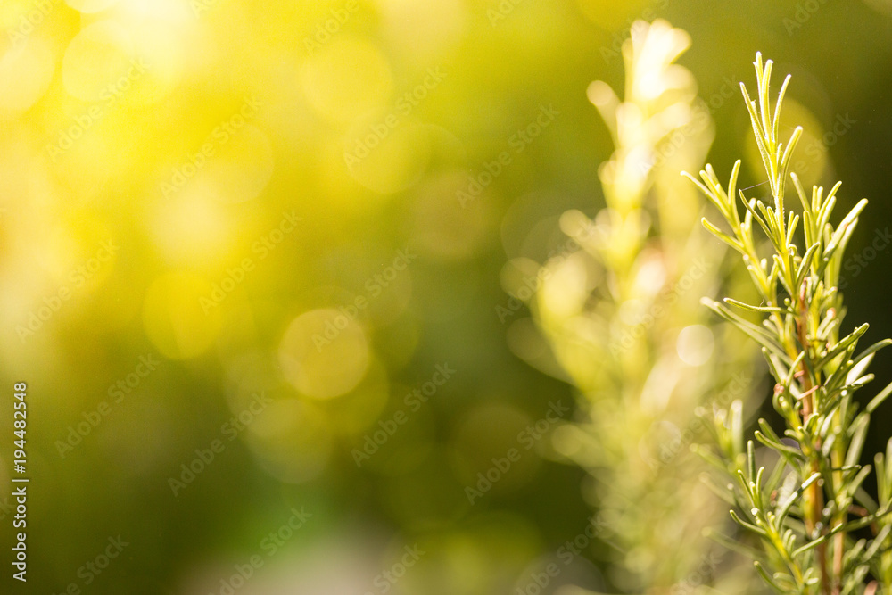 Rosemary garden bokeh background. Rosemary in sunny day. Selective focus, copy space. Natural concept