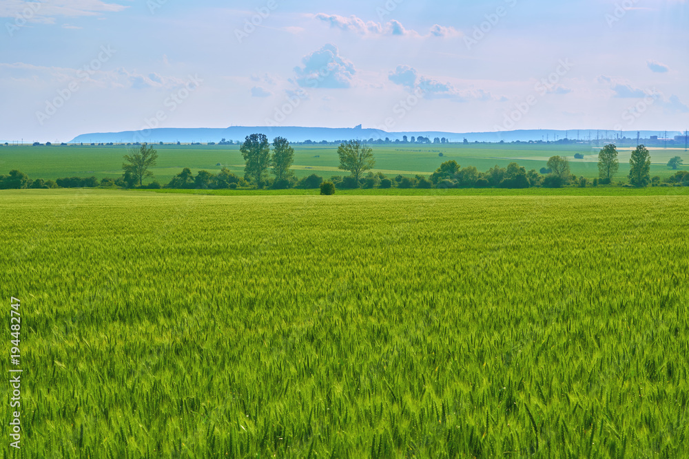 Fototapeta premium Texture of summer green wheat field of wheat on a blue background. Bloomed spikelets of wheat. Background for your text and design 
