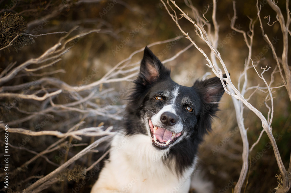 Smiling Dog. Happy Black and White Border Collie.
