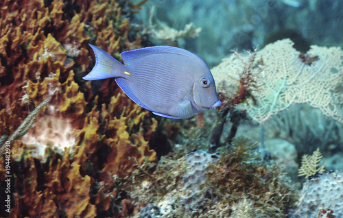 Blue Tang Seascape
