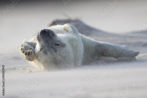 Grey seal (Halichoerus grypus)