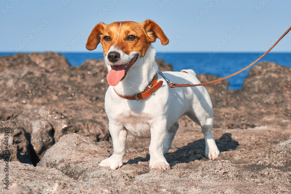 Portrait of Jack Russell Terrier. A dog stands on a rock on the beach at sunset