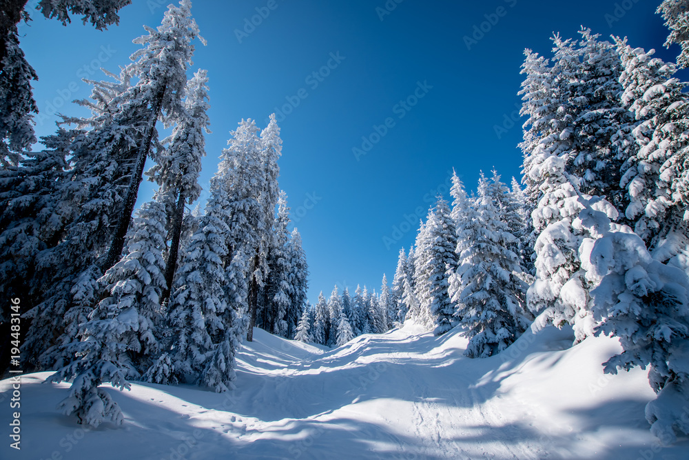 Obraz premium Allgau winter walk