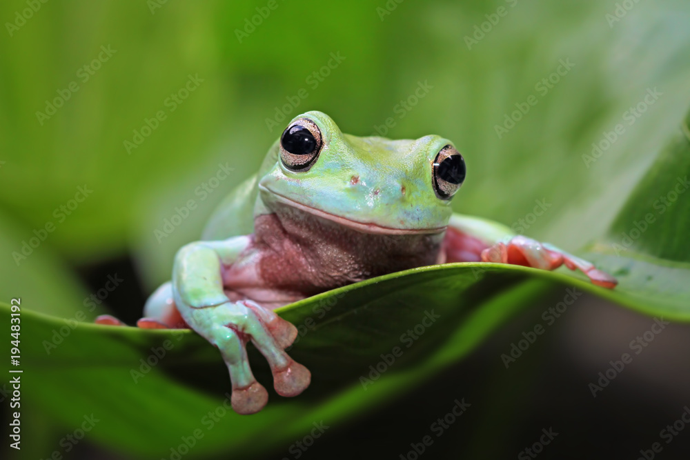 Naklejka premium Tree frog, animal, dumpy frog on leaves
