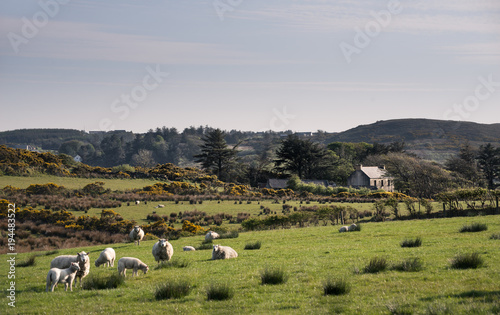 Landschaft mit Schafen in Irland