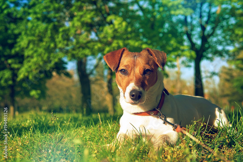 Portrait of Jack Russell Terrier. A dog in a clearing with green grass in a large beautiful city park at sunset on a sunny day closeup 