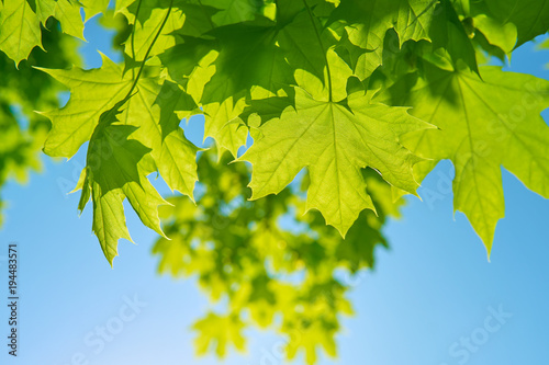 Spring background of bright fresh green maple leaves against the blue sky and sun rays