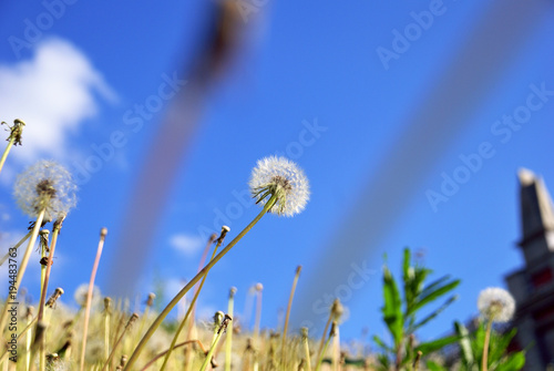 White fluffy dandelions against the background of the blue sky