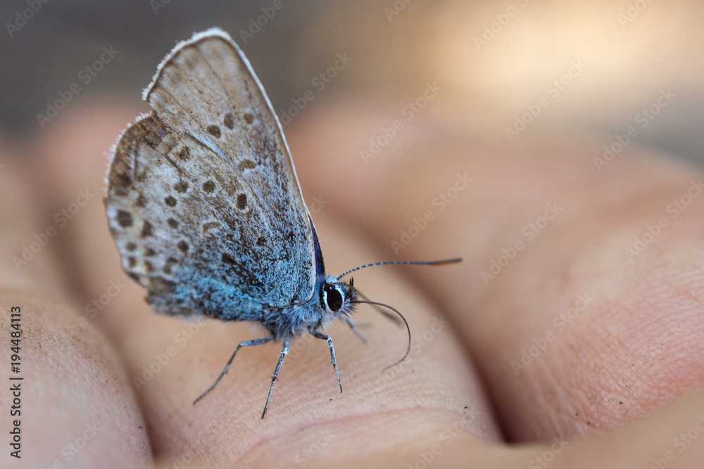 Obraz premium butterfly on a finger closeup