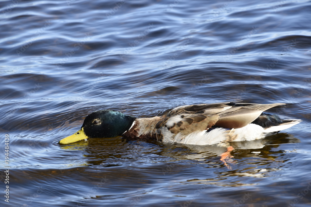 Fototapeta premium Tired duck