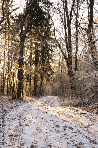 Snow covered trees in the winter forest