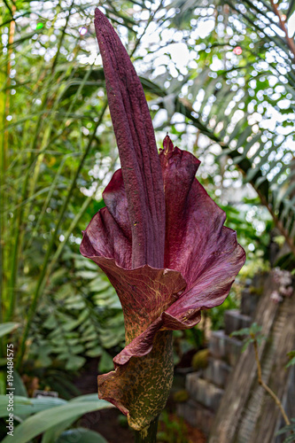 Blooming tropical plant Amorphophallus koniac with a large purple flower
 photo