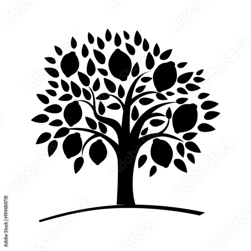 silhouette Lemon tree with green leaves. Vector illustration of a tree with ripe lemons. black and white tree. Flat style.