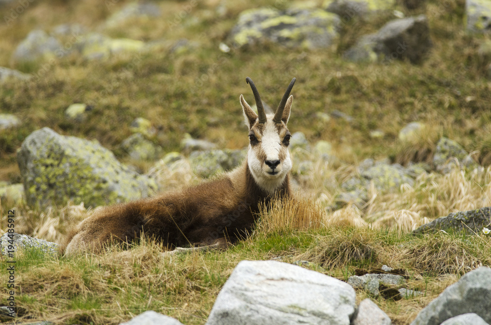 Tatra Chamois, Rupicapra rupicapra 