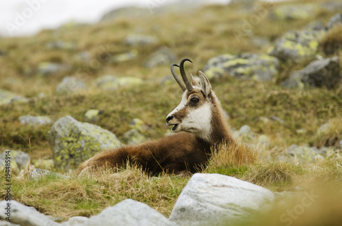 Tatra Chamois, Rupicapra rupicapra tatrica, High Tatras mountains, Tatra National Park, Slovakia