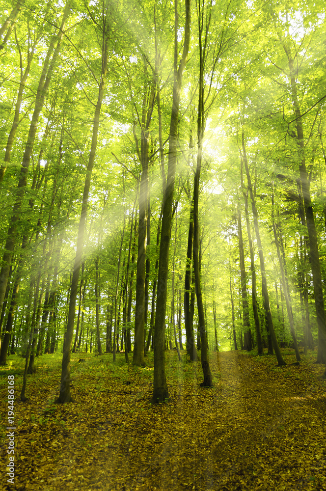 Obraz premium Beautiful green forest background with sunny beams.