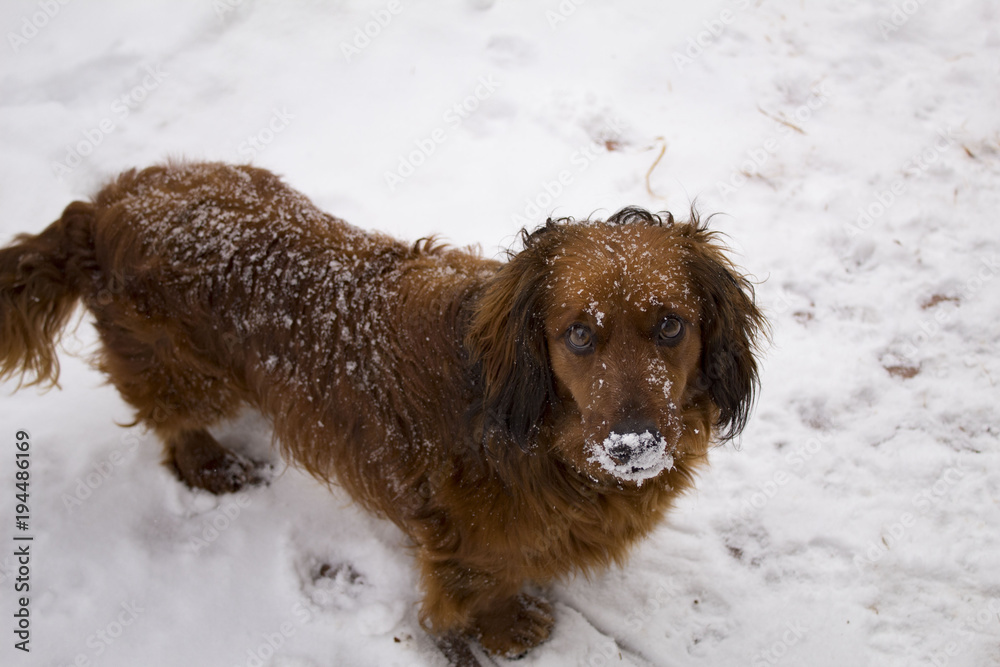 dog, pet,animal, snow, red, spaniel, friend, gold, cold