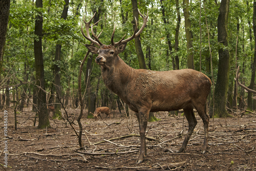 Obraz premium Red Deer, Cervus elaphus, herbivore in autumn forest, Europe