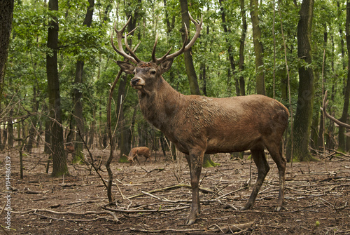 Red Deer, Cervus elaphus, herbivore in autumn forest, Europe