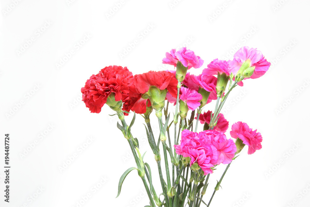 Fototapeta premium カーネーション