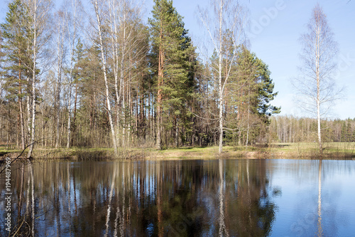 Reflection of trees in water of the forest lake. Latvia.