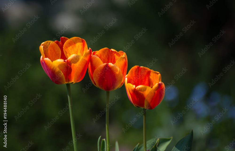 Drei Rote Tulpen vor grünem Hintergrund Drei Rote Tulpen vor grünem Hintergrund