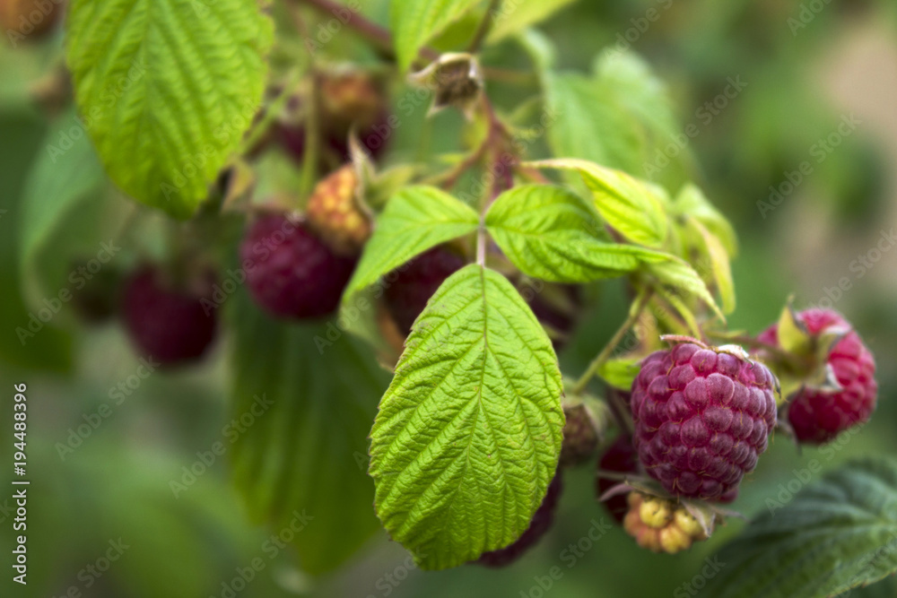 Ripe raspberry hanging from a branch in the garden, tasty and healthy red berries. Ripe raspberry hanging from a branch in the garden, tasty and healthy red berries.