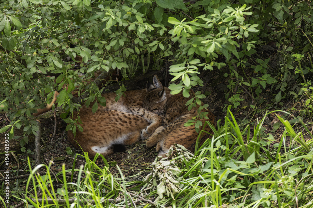 Fototapeta premium sieste des lynx