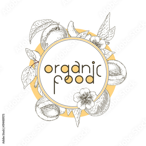 Organic Food. Ripe Apricot Contour