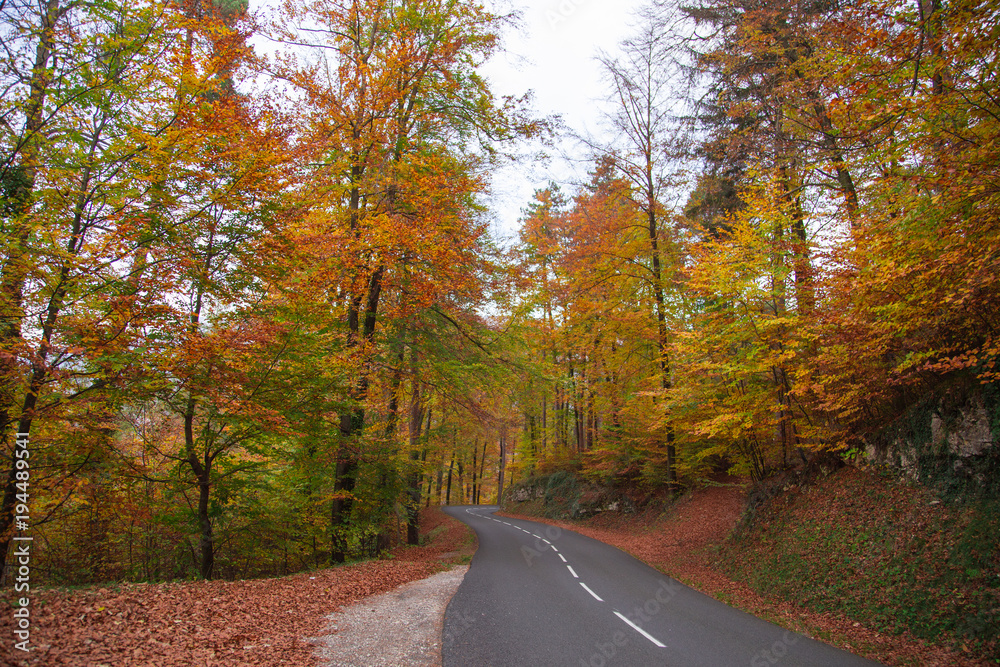 Obraz premium Forêt en automne