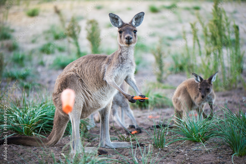 Kangaroo holding a carrot