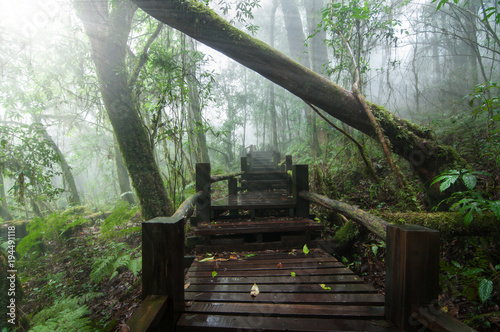 Wooden bridge in rain forest.