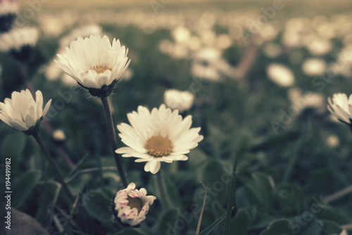  beautiful, tiny strokrotka growing in the spring among young green grass, photo