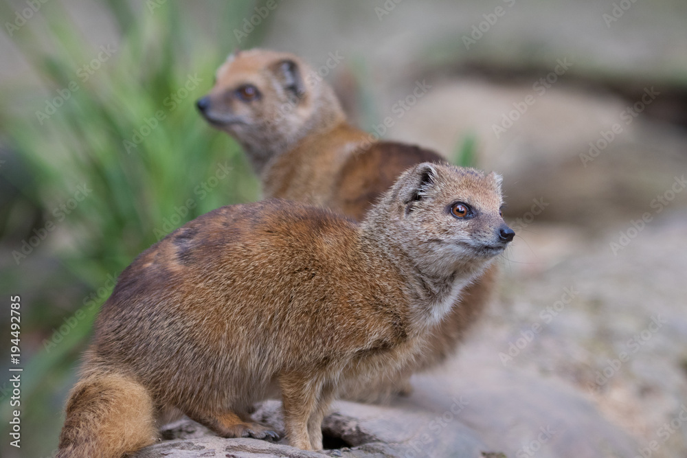 Fototapeta premium Portrait of two isolated yellow mongoose (red meerkat)