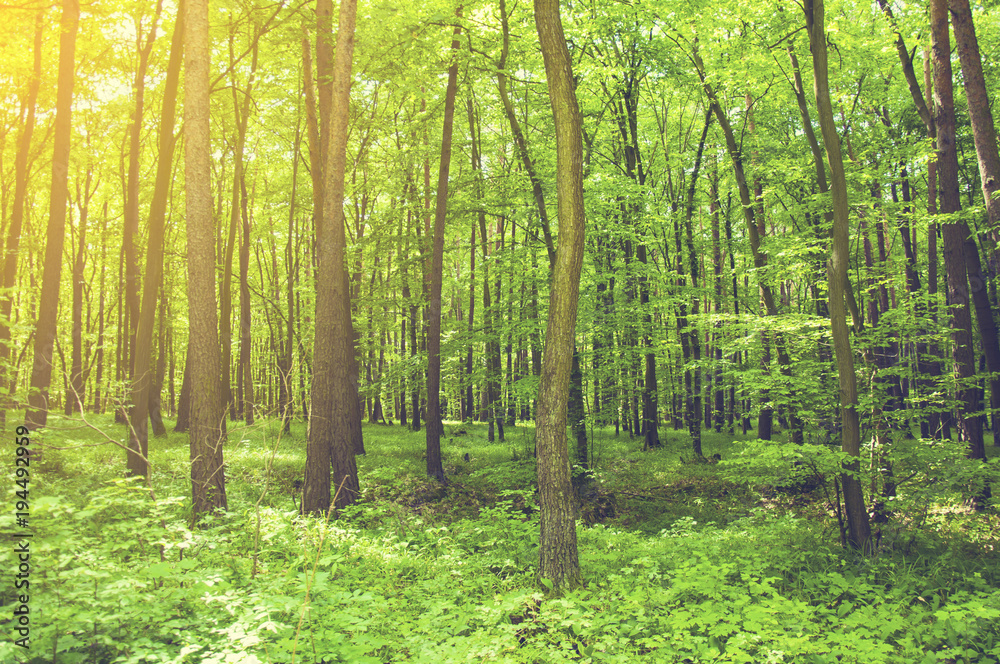 Spring mixed forest in the middle of Europe Spring mixed forest in the middle of Europe