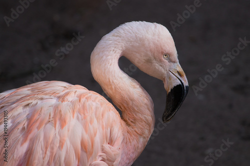 A portrait of an isolated Chilean flamingo at the zoo